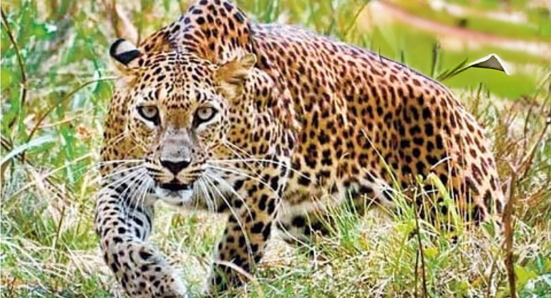 धावत्या दुचाकीवर बिबट्याची झडप; युवक जखमी